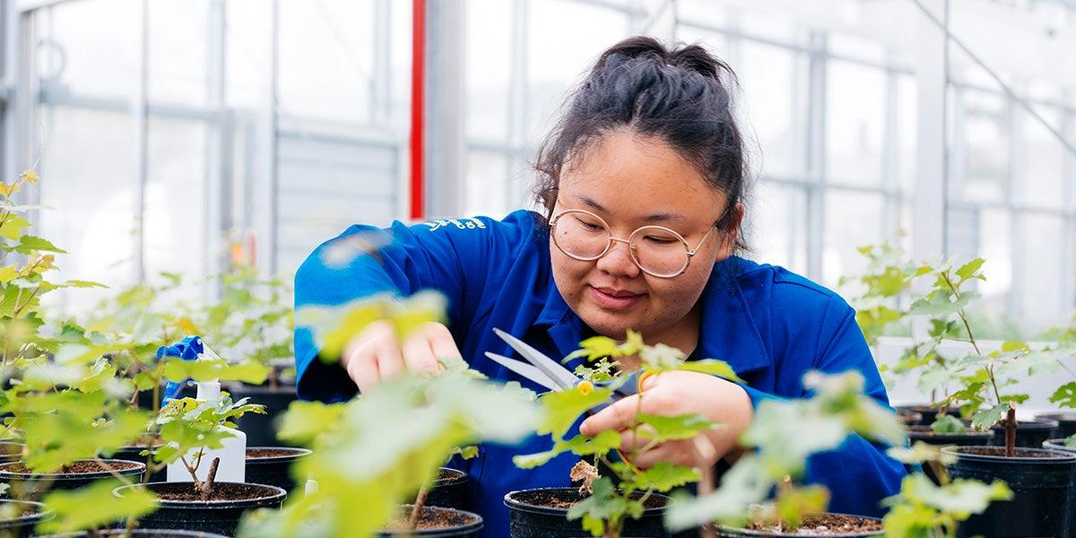 博彩平台推荐的学生在温室里检查植物